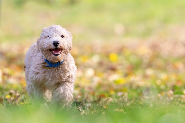 愛犬も大喜び！HEKAドッグフードの口コミとは？