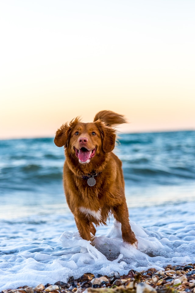 愛犬へのプレゼント革命！オンラインカタログギフト「ギフトパレット」の口コミ